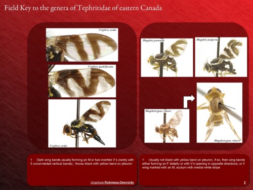 Example slide from Fruit Flies of Ontario