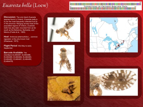 Euaresta bella species page from Fruit Flies of Ontario