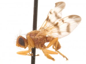 Rhagoletis meigenii Tephritidae