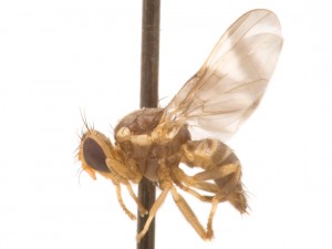 Rhagoletotrypeta rohweri Tephritidae