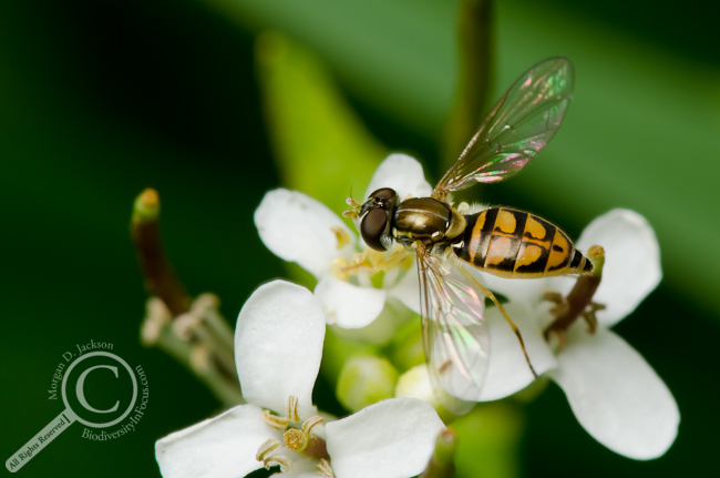 Toxomerus marginatus Syrphidae on flower