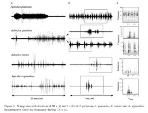 Kaspar & Hirschberger 2005 Aphodius Stridulation Patterns