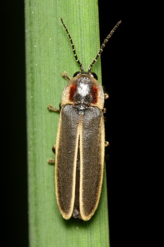 Lampyridae - Lampyrinae - Photinus obscurellus (m) - Stephen Luk Firefly