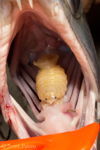 Cymothoid Tongue parasite 2 SPaiero