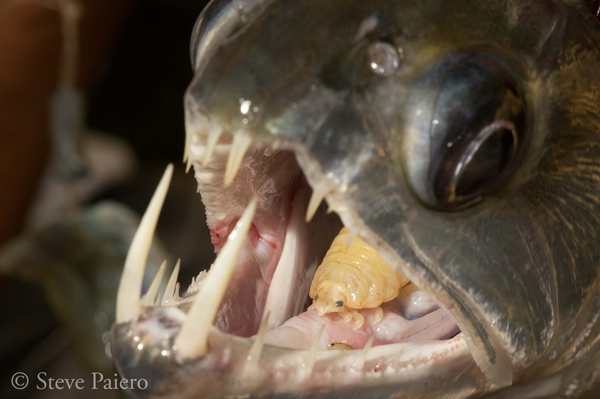 Cymothoid Tongue parasite SPaiero