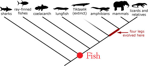 Fish Phylogeny