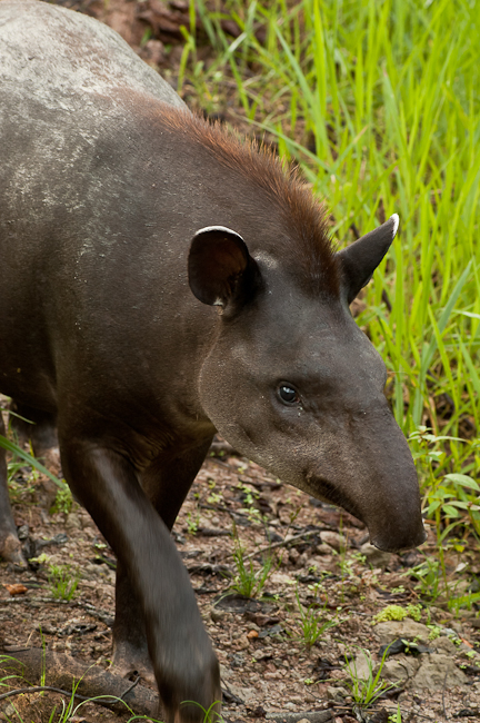 South American Tapir Tapirus terrestris