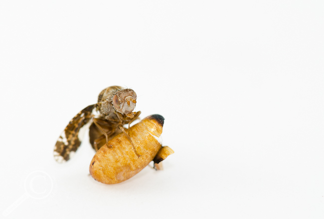 Triumphant Eurosta solidaginis Tephritidae Goldenrod Gall Fly