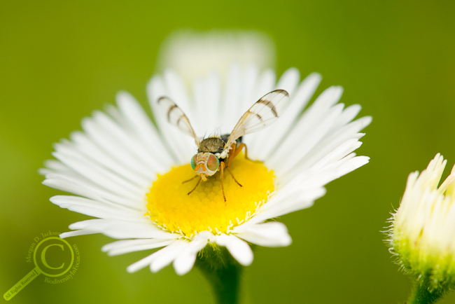 Urophora affinis Tephritidae Fruit Fly