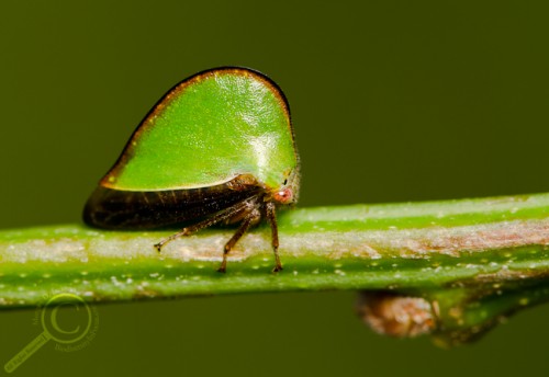 Treehopper (Membracidae) from Ontario