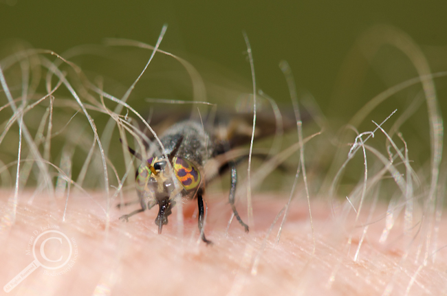 Chrysops cuclux tasting