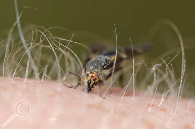 Chrysops cuclux tasting