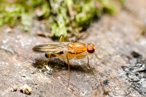 Clusia lateralis, a druid fly (Clusiidae) from Ontario