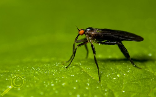 Dance fly (Empididae) from Ontario