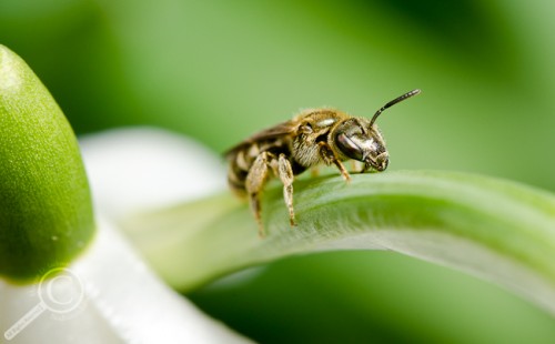 Halictid bee from Ontario