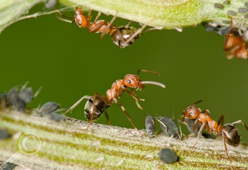 Formica sp. (Formicidae) from Ontario