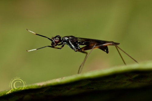 Rainieria sp. - Micropezidae - Costa Rica