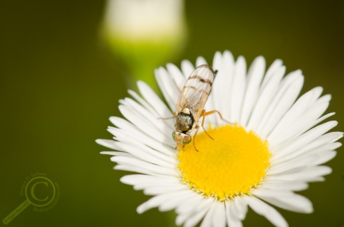 Urophora affinis fruit fly (Tephritidae) from Ontario