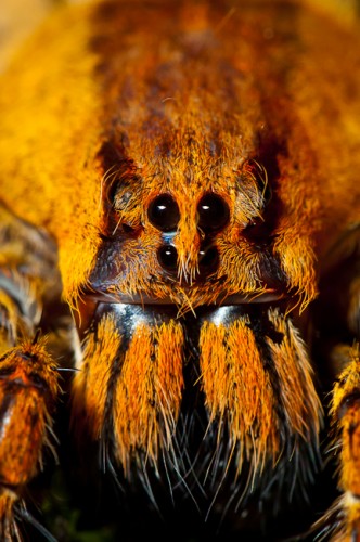 Wandering spider (Ctenidae) from Costa Rica