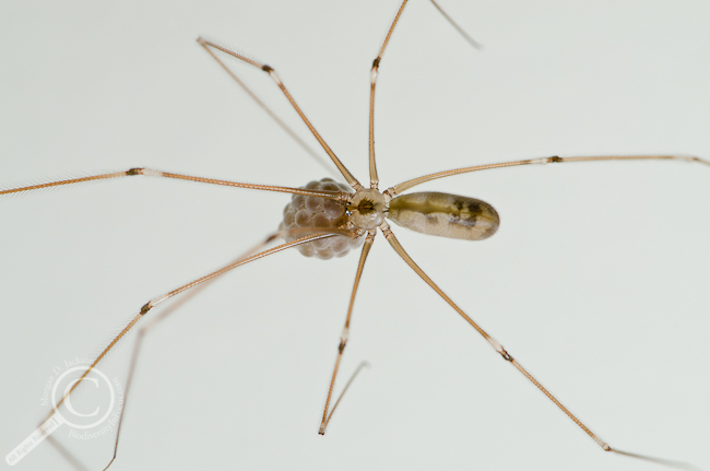 Do Cellar Spider Bite