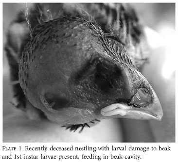 Philornis in bird beak O'Connor et al. 2010