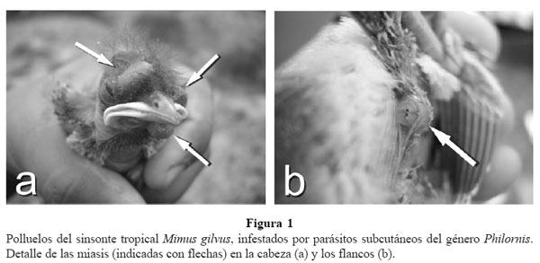 Philornis vulgaris infestation Amat et al. 2007