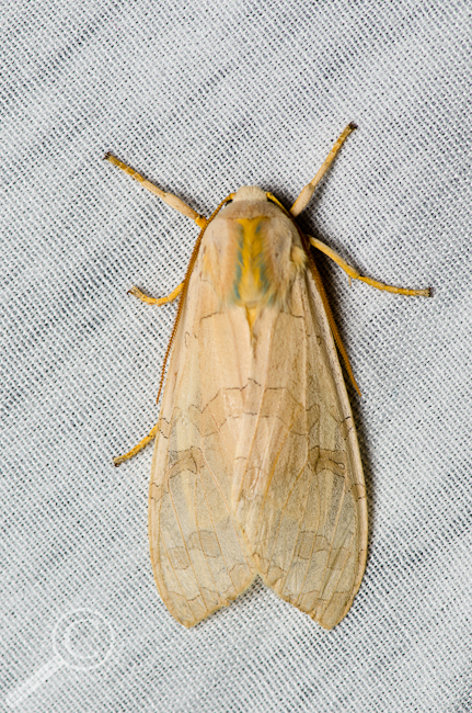 Banded Tussock Moth - Halysidota tessellaris