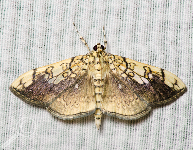 Basswood Leafroller - Pantographa limata