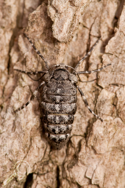 Fall Cankerworm - Alsophila pometaria