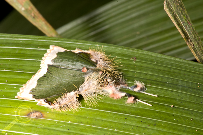 Green Tussock Moth - Bolivia