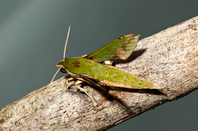 Sphinx Moth - Ecuador