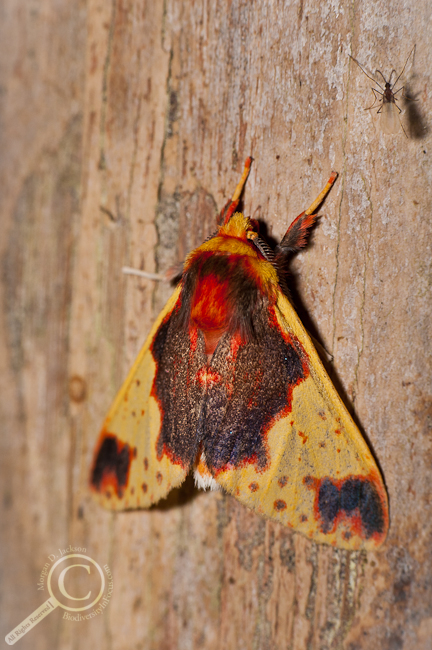 Tussock Moth - Ecuador