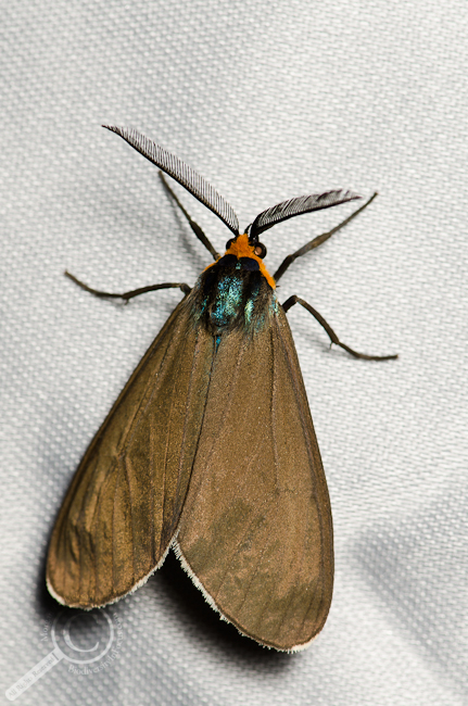 Virginia Ctenucha - Ctenucha virginica moth