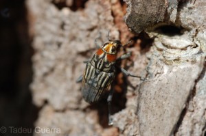 Timorus sarcophagoides photo by Tadeu Guerra