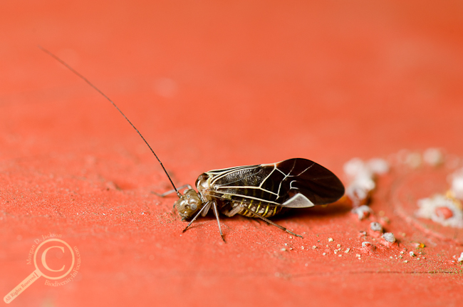 Cerastipsocus venosus Bancroft  Psocidae Barklice