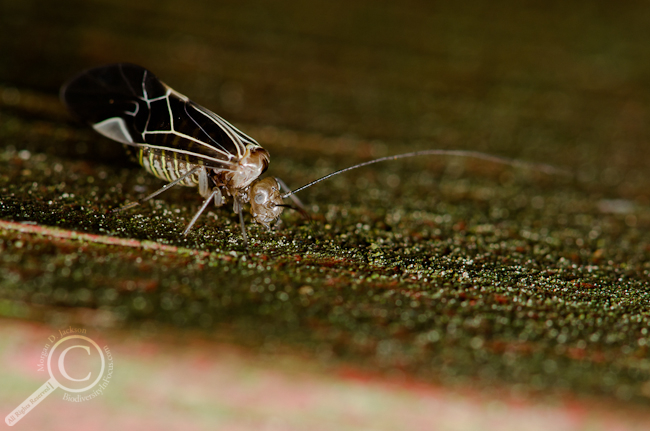 Cerastipsocus venosus Bancroft Psocidae Barklice