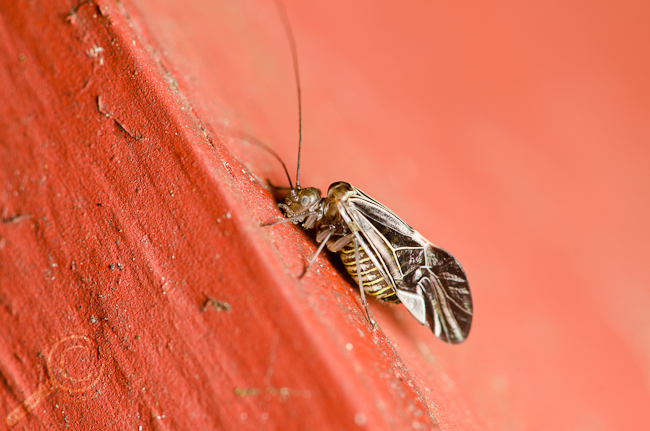 Cerastipsocus venosus Bancroft 3 Psocidae Barklice