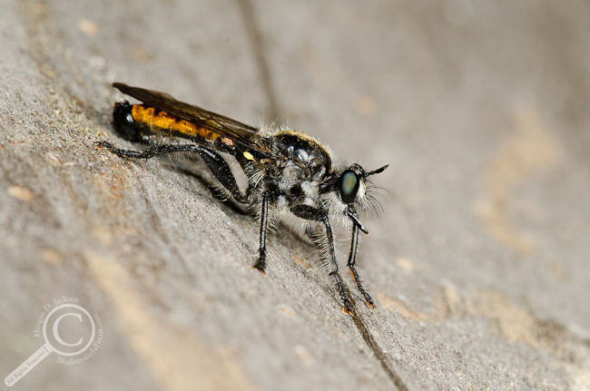 Laphria index Robber fly Asilidae