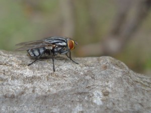 Sarcophagid photo by Tadeu Guerra