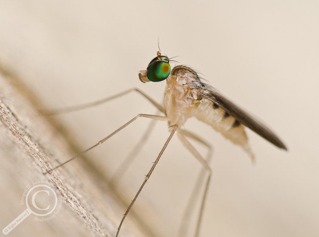 Shiny Neurigona sp. Long-legged fly Dolichopodidae