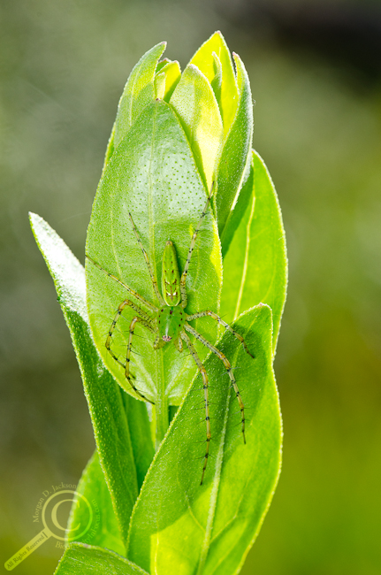 Green Lynx Spider Peucetia viridans Florida Backlit