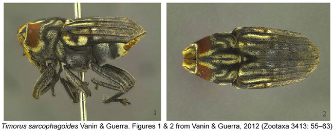 Timorus sarcophagoides habitus Weevil Vanin & Guerra