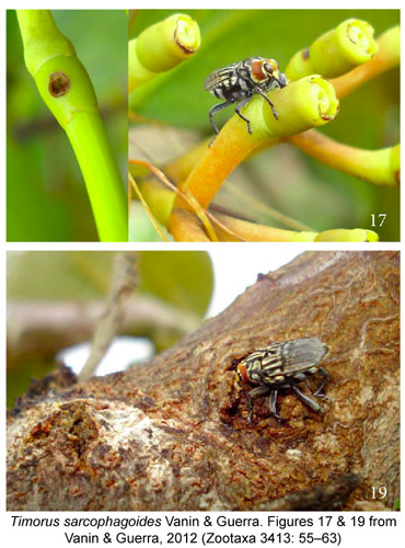 Timorus sarcophagoides weevil live shots Vanin & Guerra Zootaxa 2012