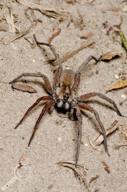 Hogna lenta group wolf spider dorsal