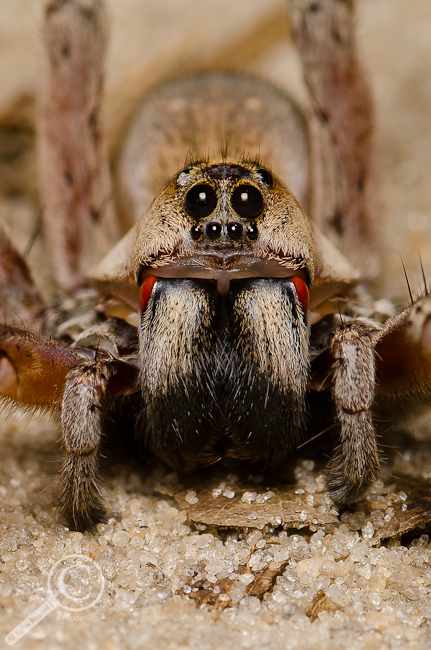 Hogna lenta group wolf spider portrait