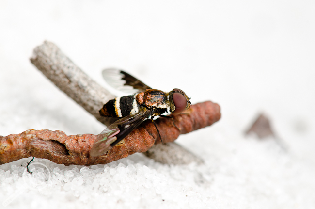 Chrysanthrax lepidotoides - Archbold Florida Bee fly Bombyliidae