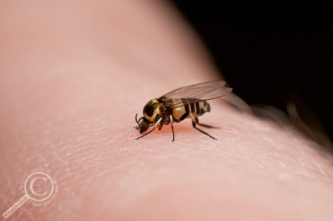 Simulium sp from Ecuador Black fly Simuliidae