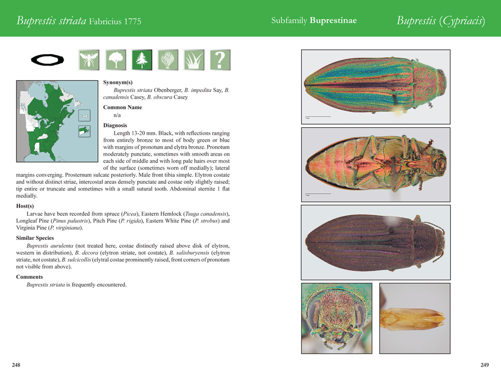 Buprestis striata species field guide page