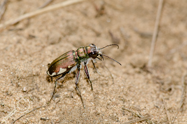 Cicindella scutellaris tiger beetle (Carabidae)