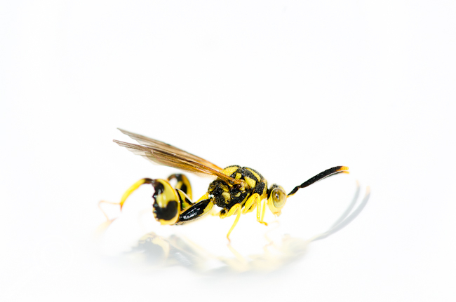 Conura sp. Chalcididae parasitic wasp